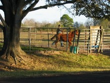 Waller, TX